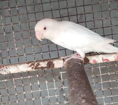 Pure white albino red eyes for sale