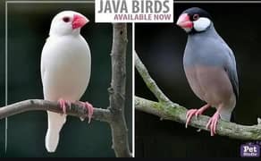 fawn java silver java alibino java split