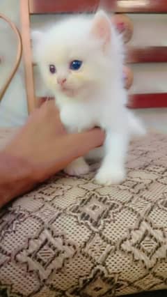 jis KO chaye wo rabta kare 03121146096