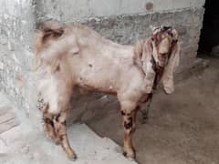 1 Male Goat Available for Sale