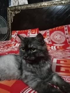 Persian cat triple cottage smoke grey colour Golden eyes