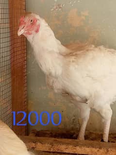 Heera aseel qandhari pure best quality parrot beak