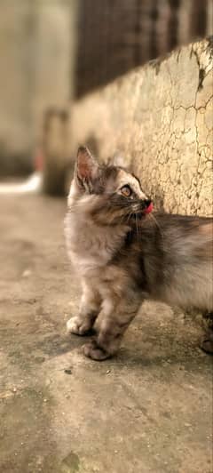 two Persian double coatet female/45/Days/ kitten/