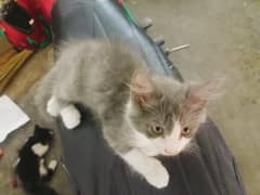 cute cat