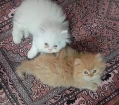 Persian