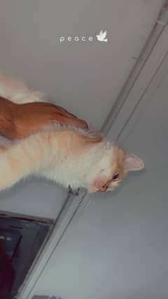 Persian beauty cat