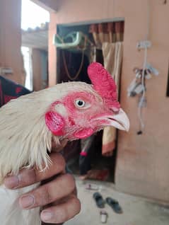 hera murgi 03113653353