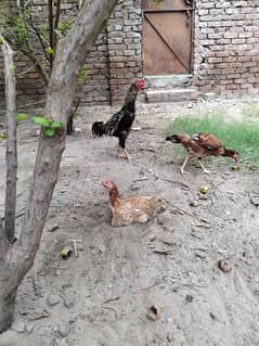 Quality wali cheez ha