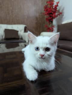 Fluffy White Persian Kittens