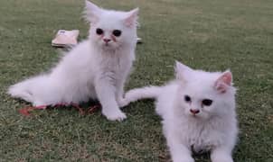 kitten