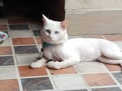 good pet