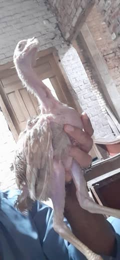 Total 9 Bacha thai breed ph 03002381579
