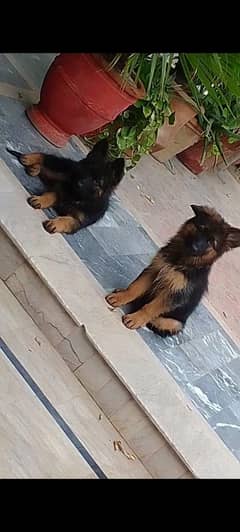 gsd
