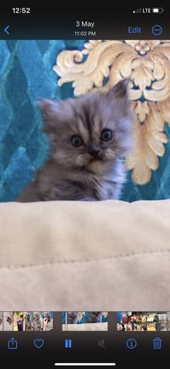 Blue eye Persion kittens