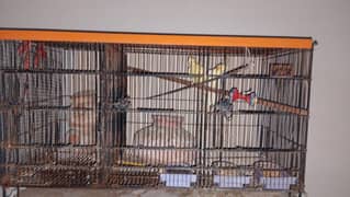 Three cocktails with cage 1 pair and 1 baby cocktail