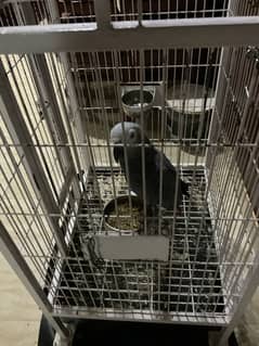 Grey parrot