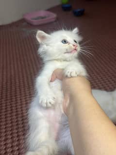 Persian cats for sale