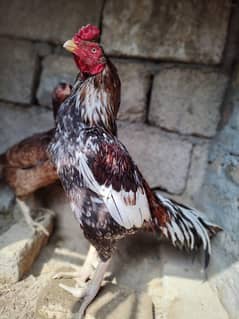 chicken