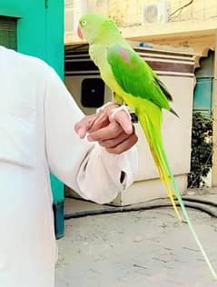 Raw Hand Tamed Talking bite nhi krta whatsap 03224469986