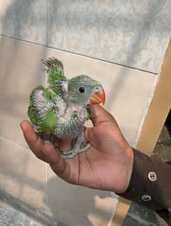 Ringneck chick