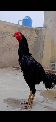 Thai Aseel Male Black