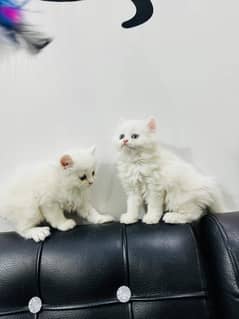 kitten/Pure