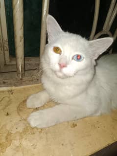 Triple coat Persian cat female