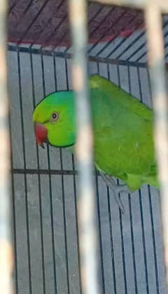 lovebirds male for sale age 2 saal