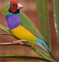 lady goldian Finch male healthy and active age 7 month