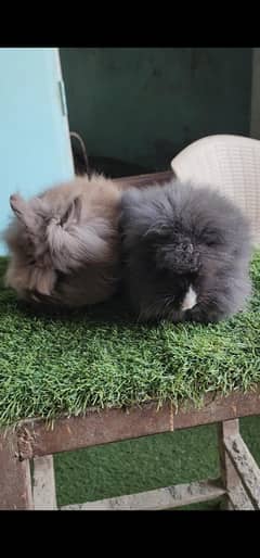 lion head dwraf bunnies