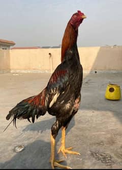 shamo