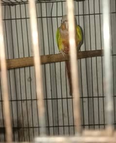 conure