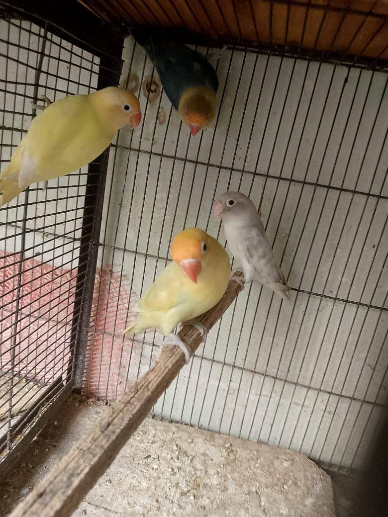 Love birds with cage 9
