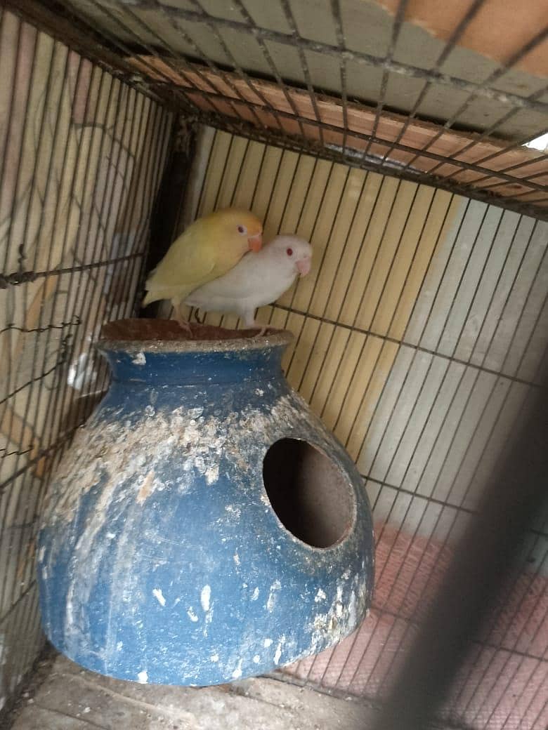 Love birds with cage 10
