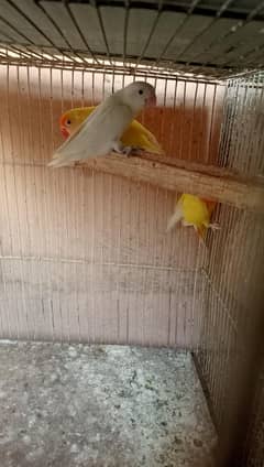 lotino Albino And Java