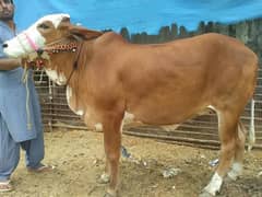 Rajasthani cow urgent sale