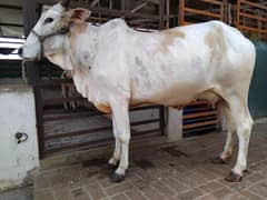 cow for sale