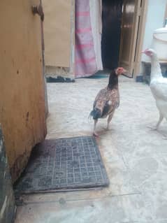 Aseel murga mia wali murgi
