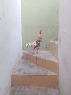 Aseel murga mia wali murgi