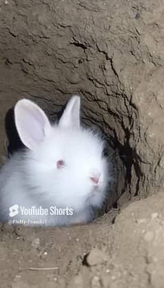 Angora