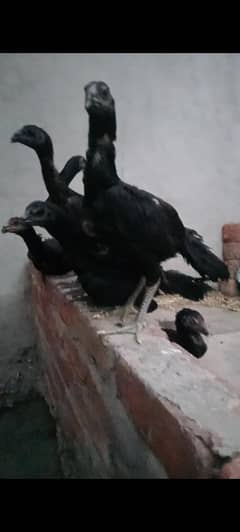 thai dragen 100%/ pure black skin black eyes black legs