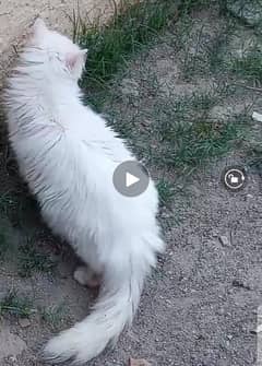 Persin Cat Blue Eyed 8 months Old