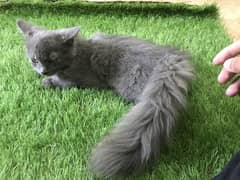 Grey Persian cat double coat male Full friendly