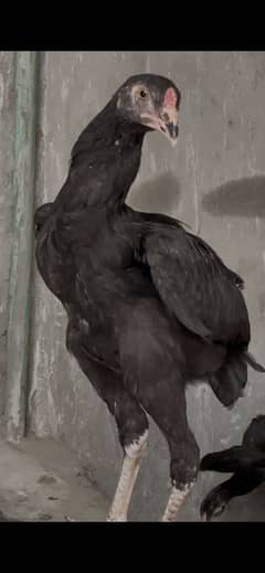 Aseel pathy (chicks) Hira father