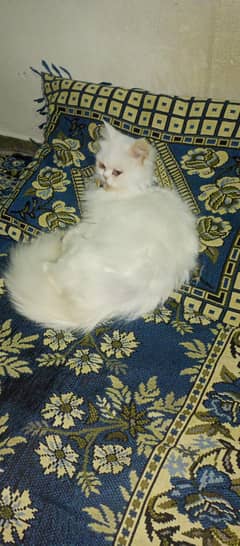 vry frandly cat for sale