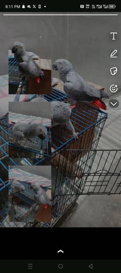 African grey tamed pair