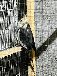 Cockatiel