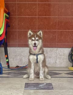 Siberian