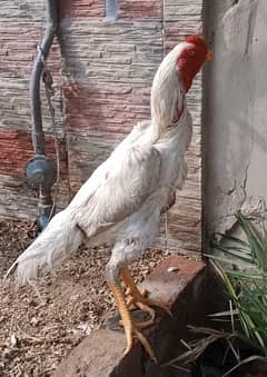 King size OShamo Male Available Very Reasonable Price
