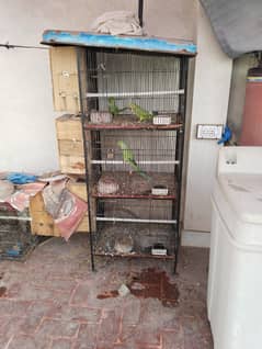 3 Green Ringnack Breeder Pairs With 3 Portion Iron Cage For Sale